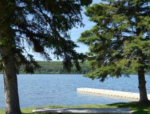 Blue-green algae advisory issued for Stoney Lake
